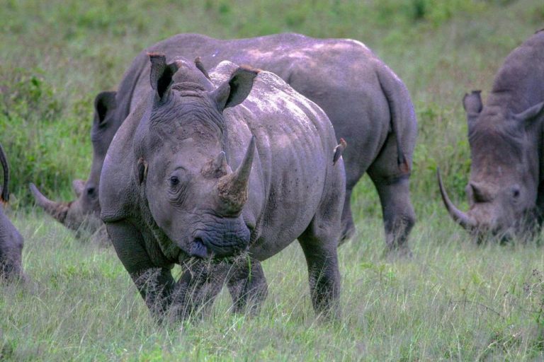 Viaje a Kenia | Safari por África