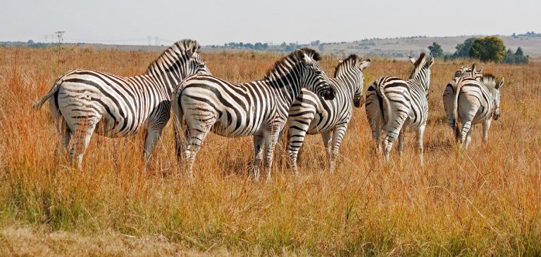 Viaje a Sudáfrica | Experiencia Inspiradora