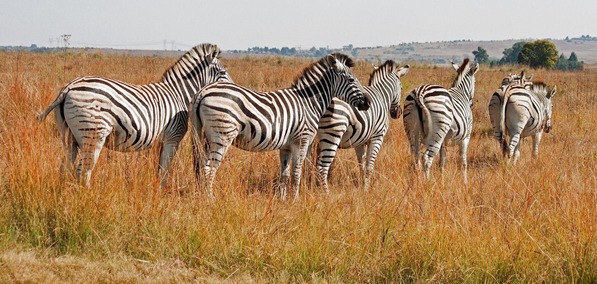 Zebras en la sabana durante un viaje a Sudafrica con WAYAO