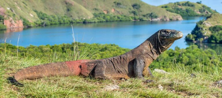Viaje a Bali y dragones de Komodo