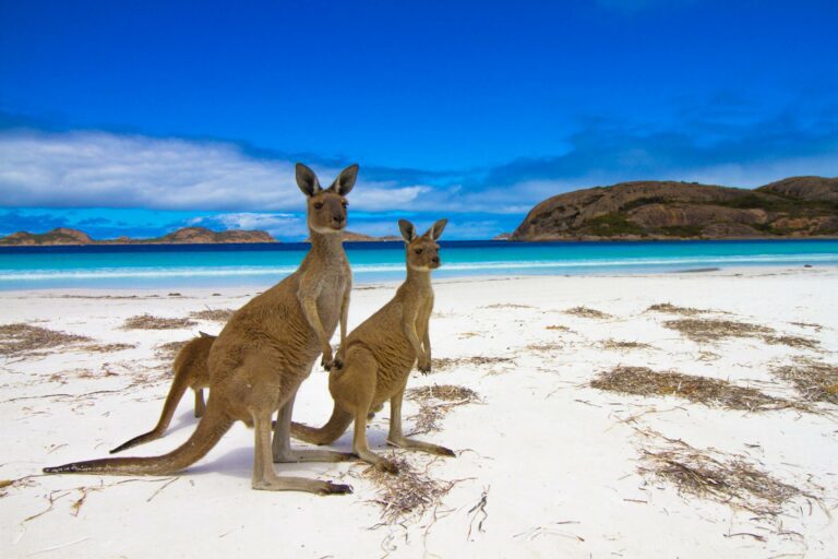 Viaje a Australia: vive un recorrido lleno de naturaleza y contrastes