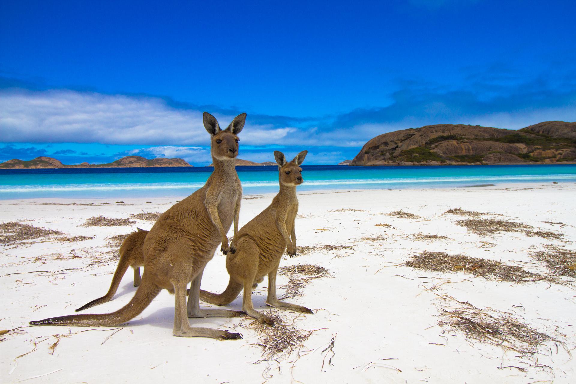 canguros en la playa con australia con WAYAO