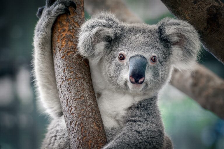 Viaje a Australia: Sídney, Ayers Rock y la Gran Barrera de Coral