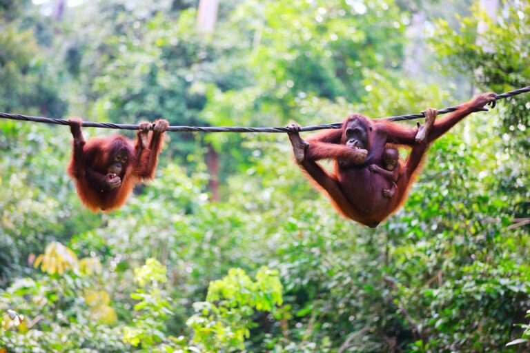 Viaje a Malasia y Borneo: Itinerario entre selvas, templos y playas
