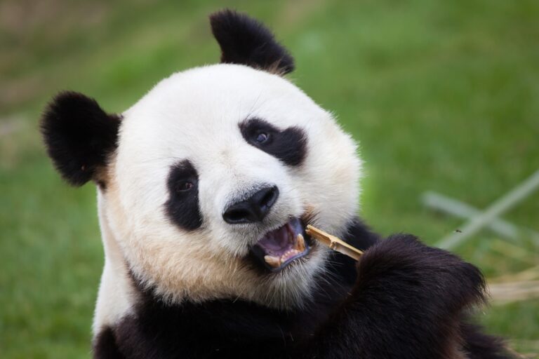 China: Pekín, Xian, Chengdu, Hangzhou, Suzhou y Shanghái