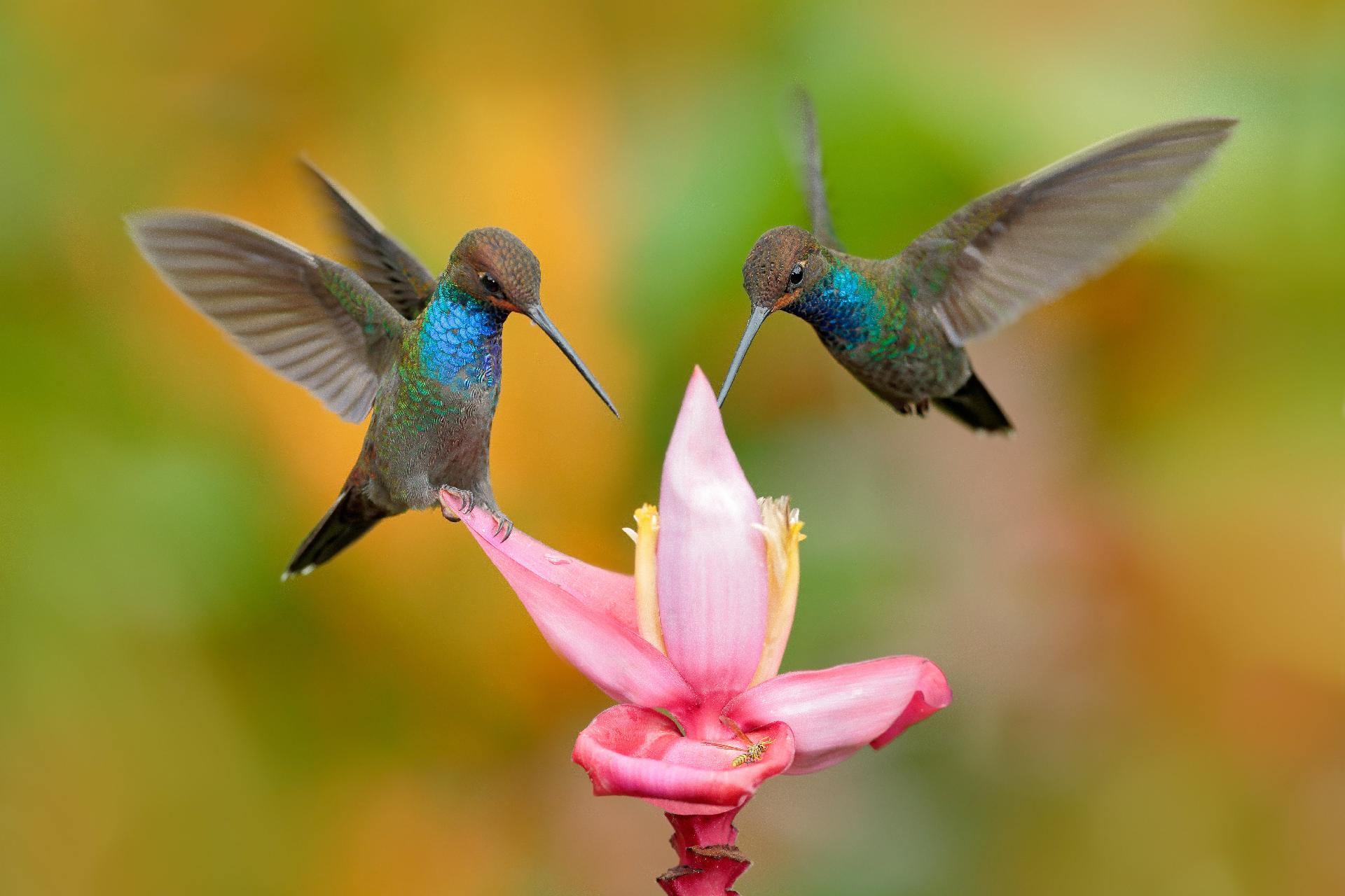 colibris picando una flor rosa con WAYAO