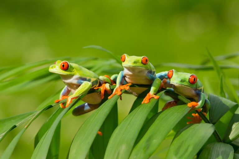 Viaje a Costa Rica: explora y vive su naturaleza, playas y vida pura