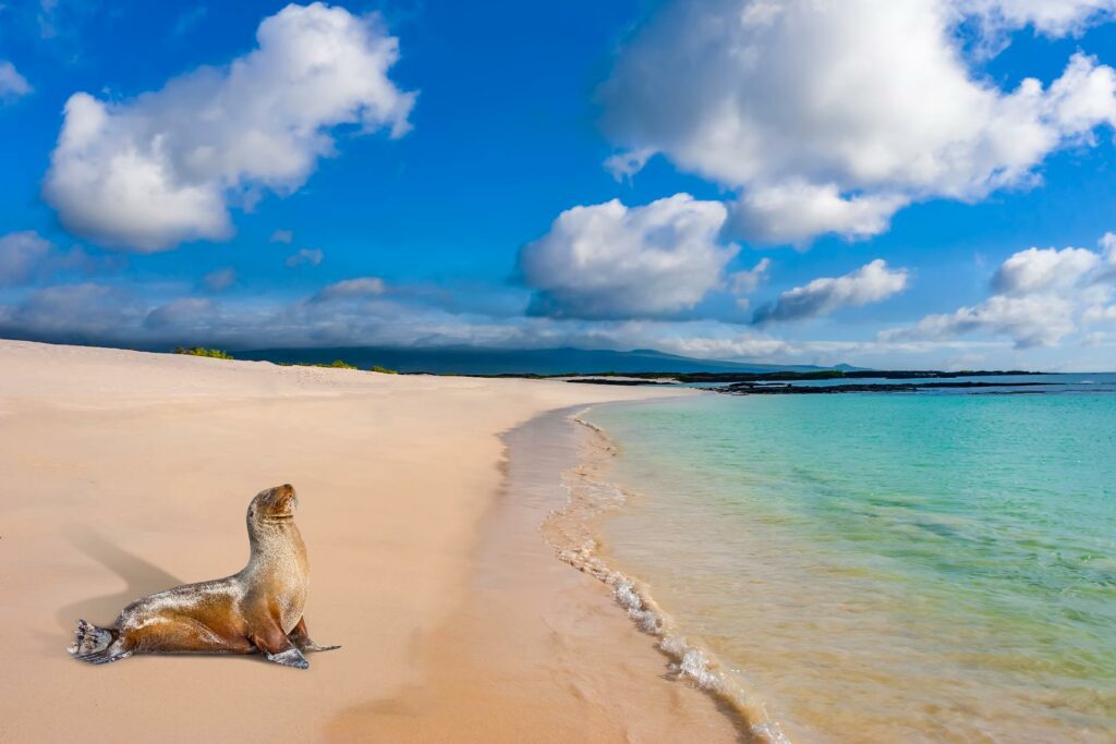 Foca en la playa de isla galapago con WAYAO