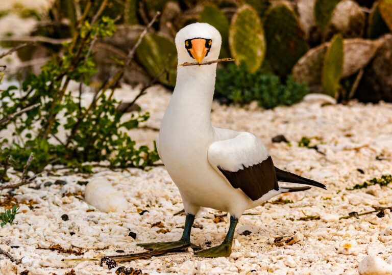 Viaje a Ecuador e Islas Galápagos: volcanes y tortugas gigantes