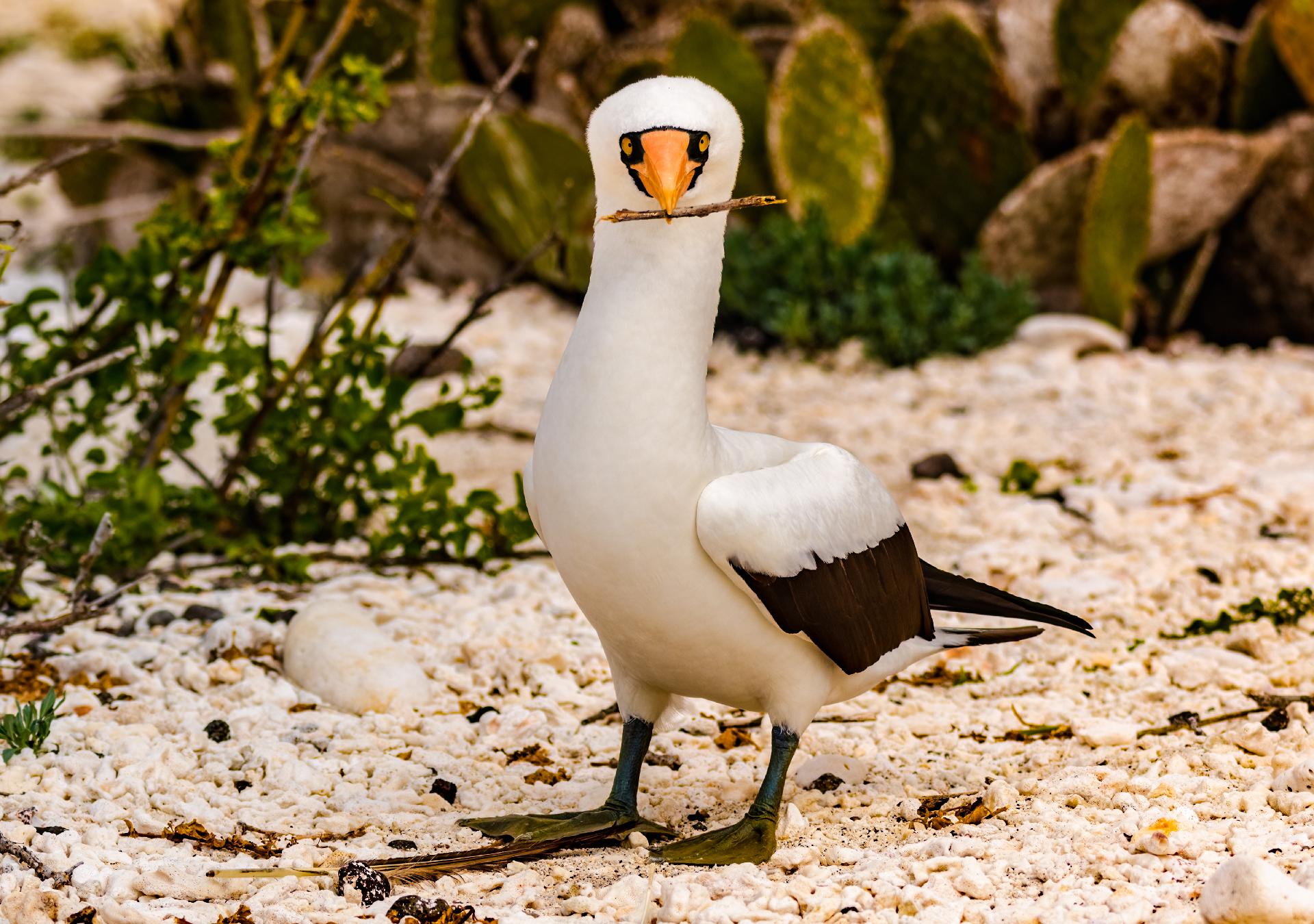 gaviota en una isla con una rama en la boca con WAYAO