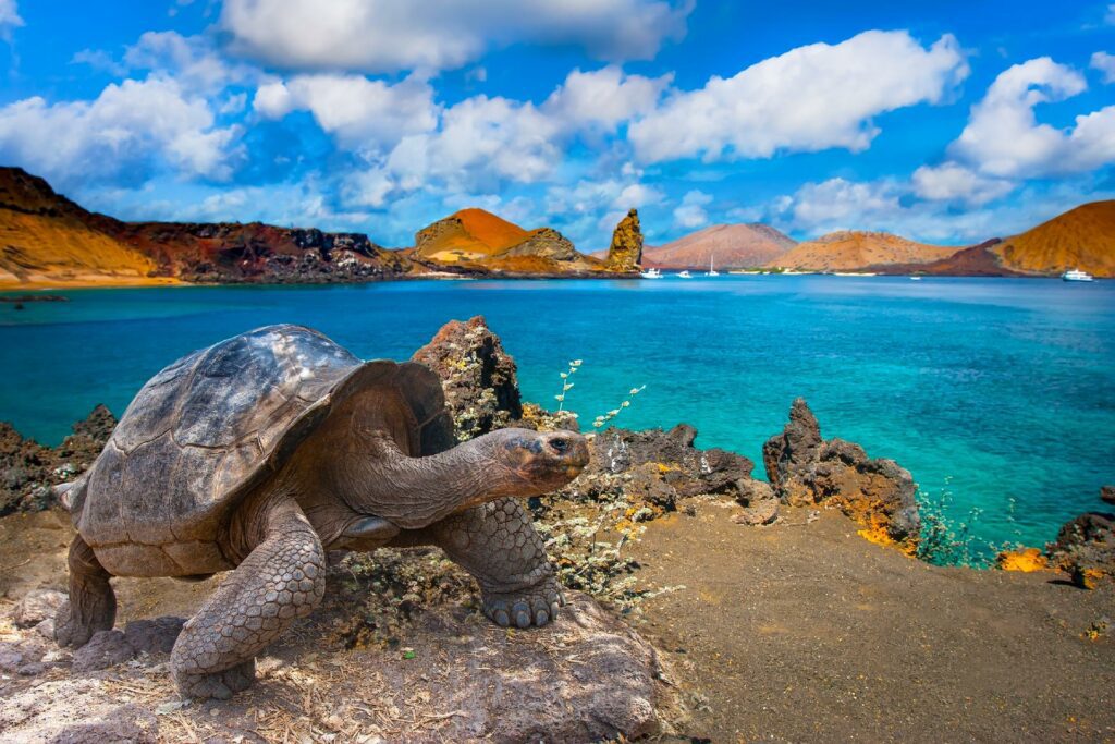 tortuga grande en isla galapago con WAYAO
