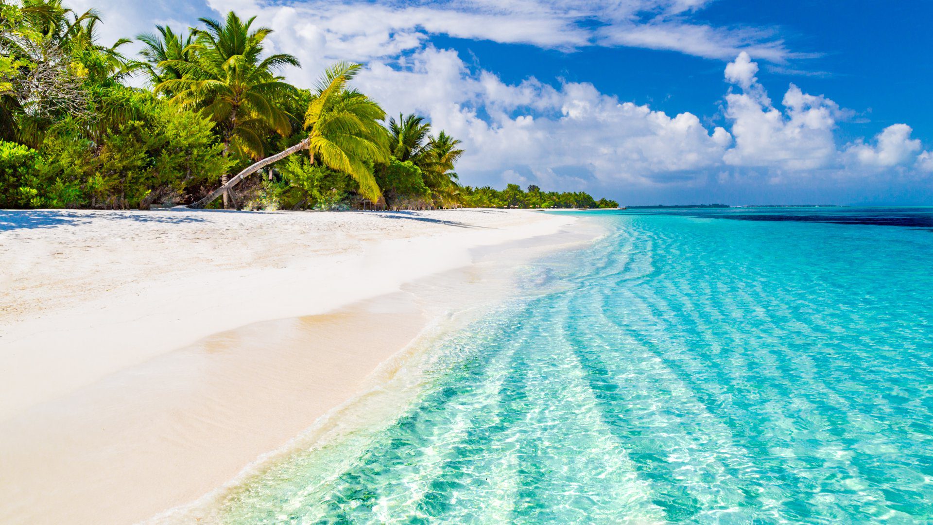 palmeras en una playa de maldivas con RC VIAJE