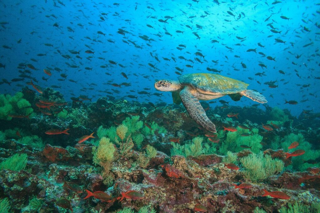 tortuga verde nada debajo del agua con WAYAO
