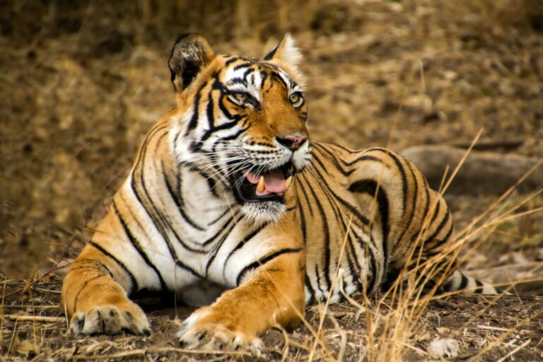 Viaje a la India Clásica con Rajasthan y Ranthambore en 13 días