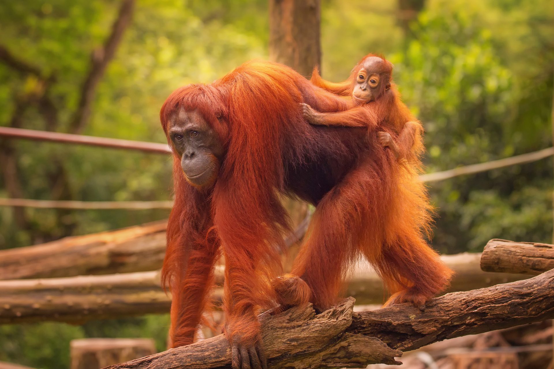 oragntunan en indonesia con WAYAO