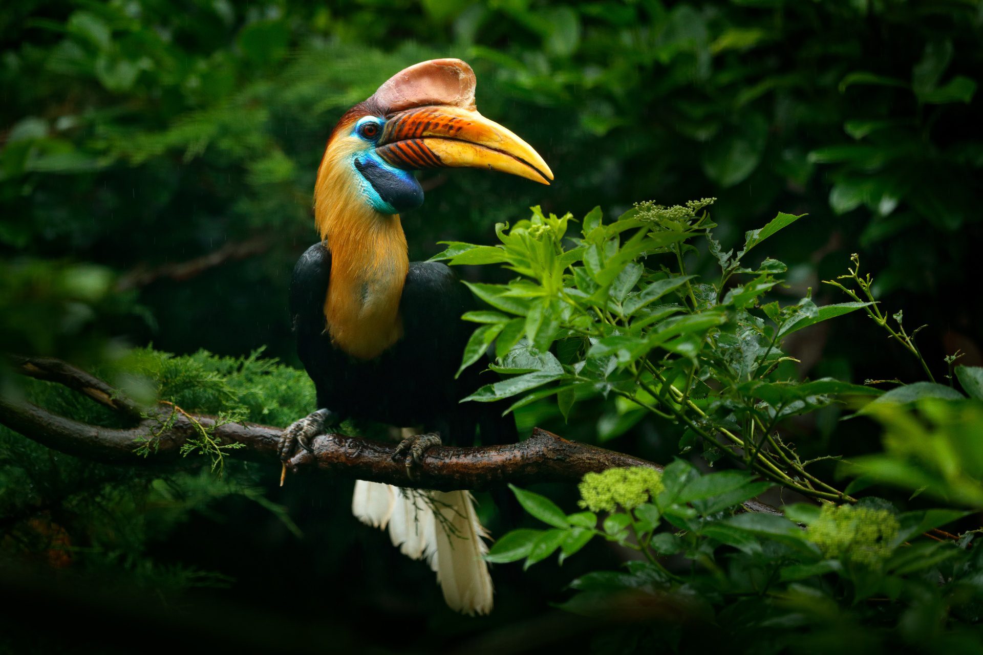 pajaro en la selva con WAYAO
