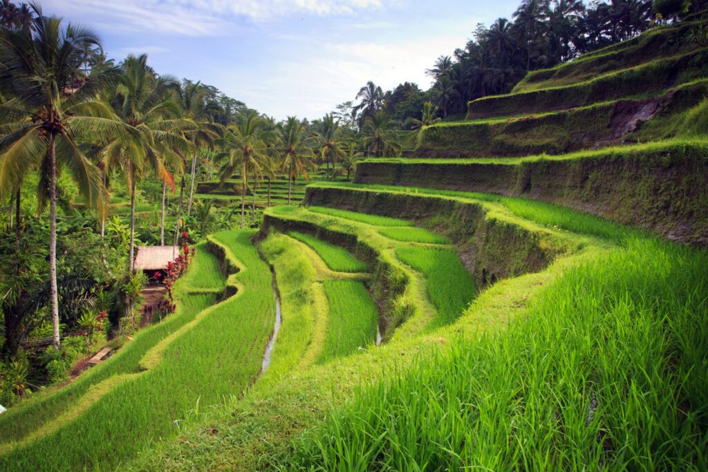 arrozales de indonesia con WAYAO
