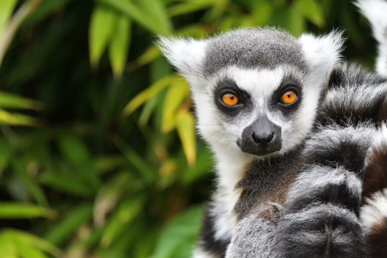 Viaje a Madagascar: Naturaleza, playas paradisíacas y aventura