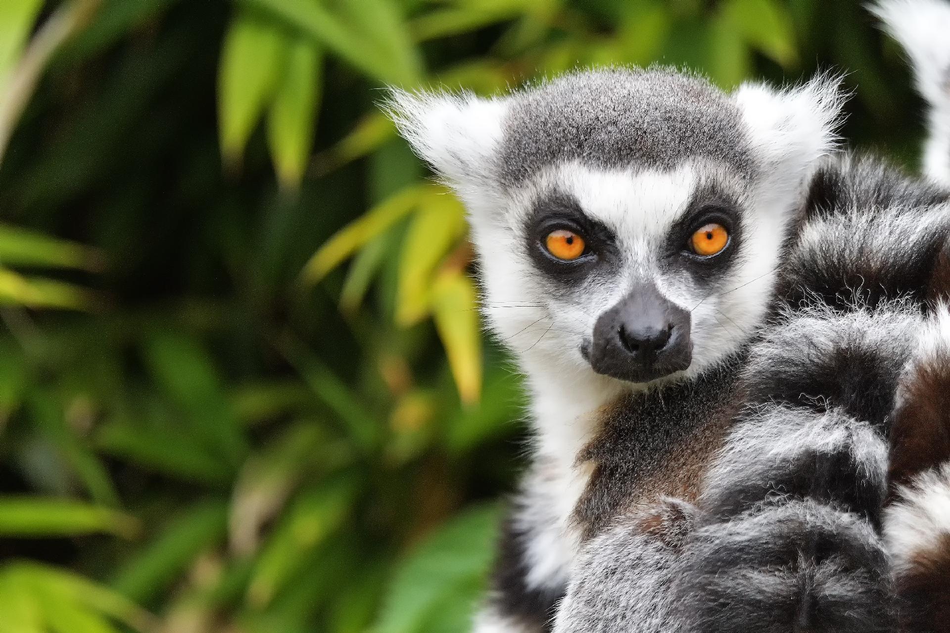 lemur mirando con WAYAO