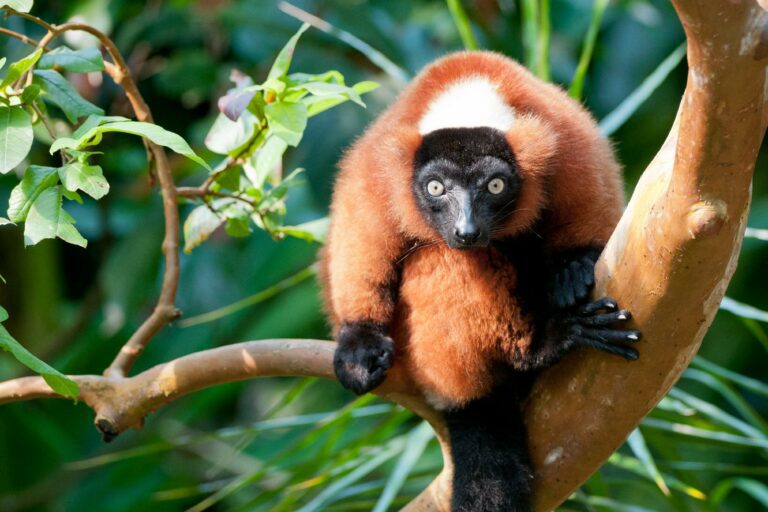 Viaje a Madagascar: Naturaleza salvaje y cultura única en 14 días