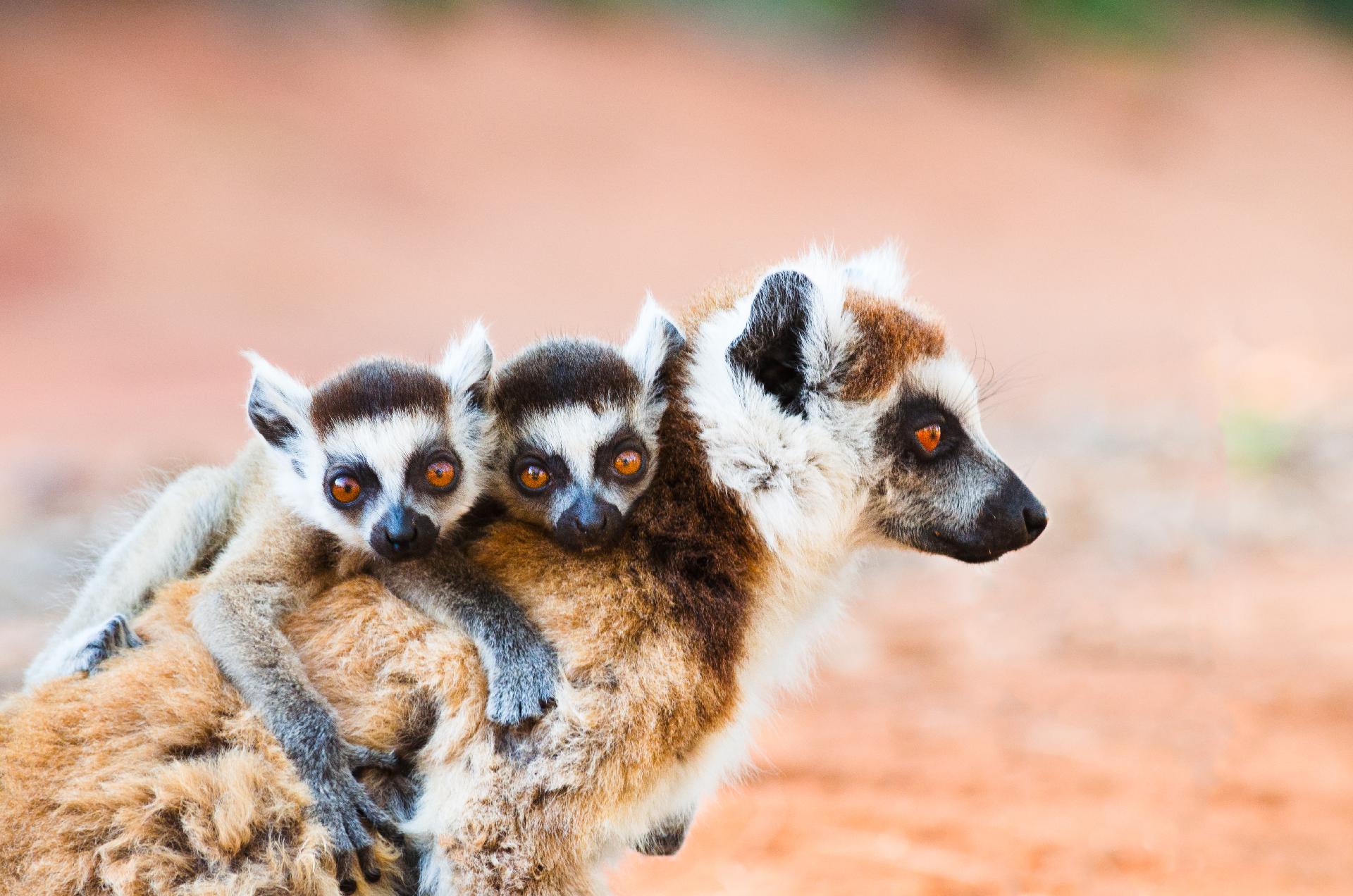 dos lemur encima de una lemur hembra con WAYAO