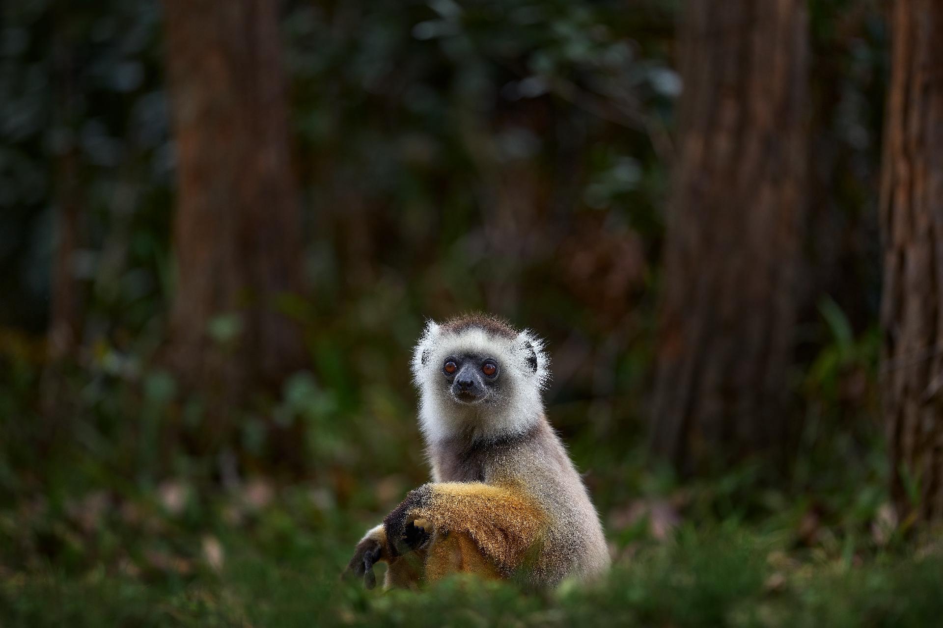 lemur en el bosque con WAYAO