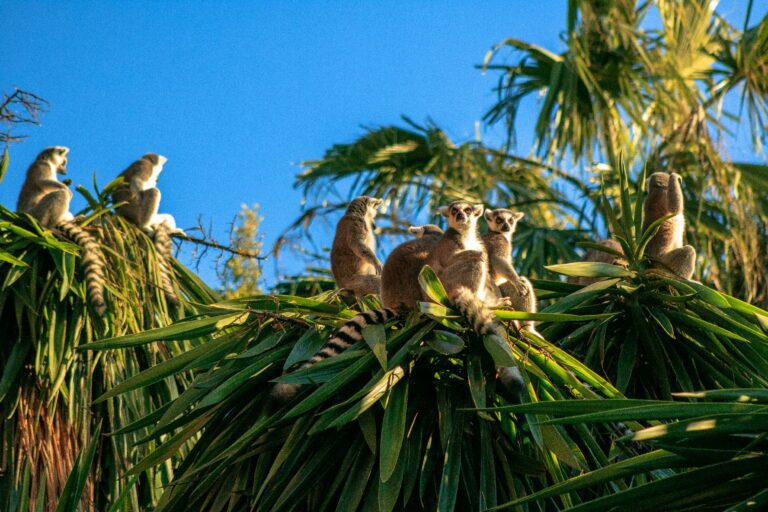 Viaje a Madagascar exotico