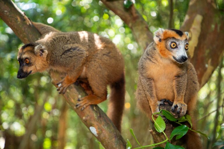 Viaje a Madagascar: naturaleza y 17 días de aventura inolvidable