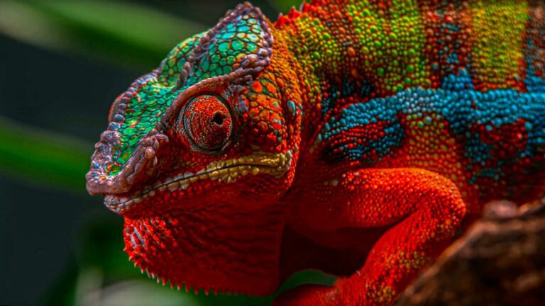 Viaje a Madagascar: descubre 16 días de aventura inolvidable