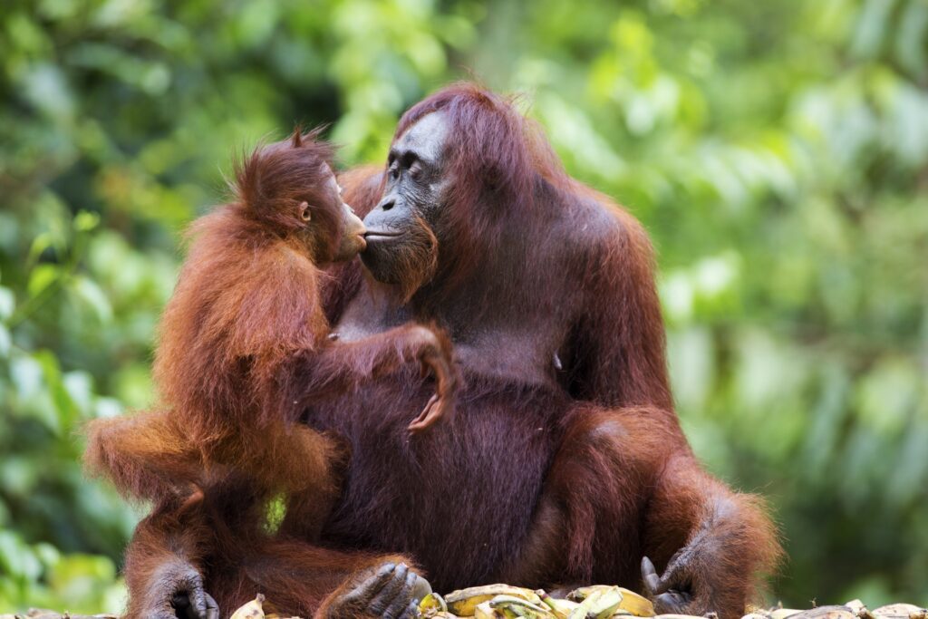 orangutan con su hijo con WAYAO