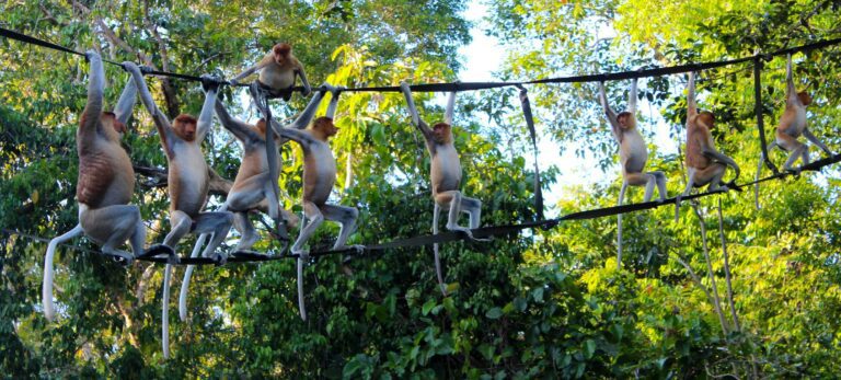 Viaje a Borneo esencial