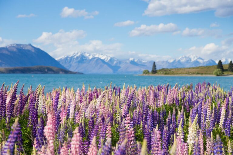 Viaje a Nueva Zelanda: descubre fiordos, lagos y volcanes únicos