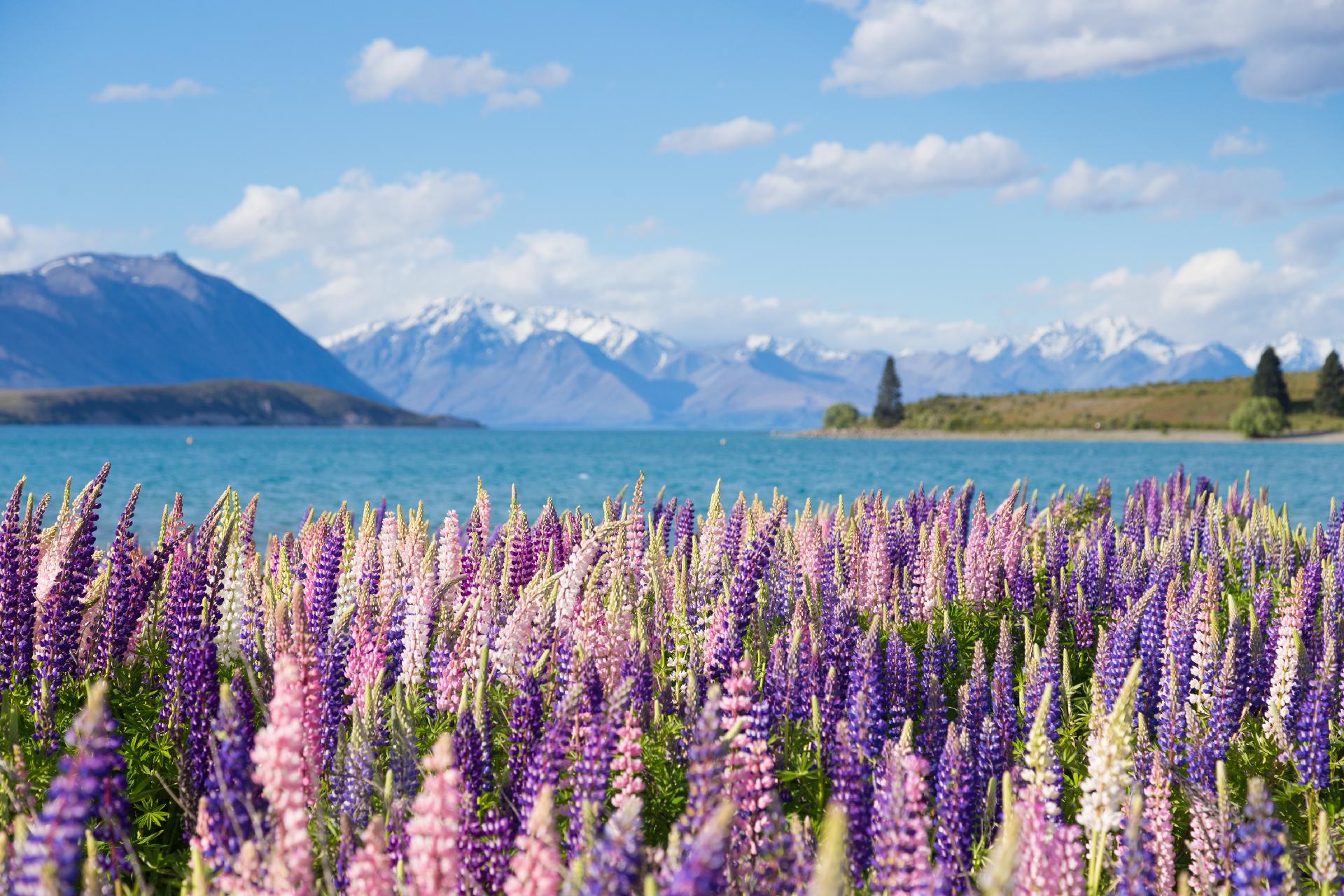 Flores rosas en nueva zelanda con WAYAO
