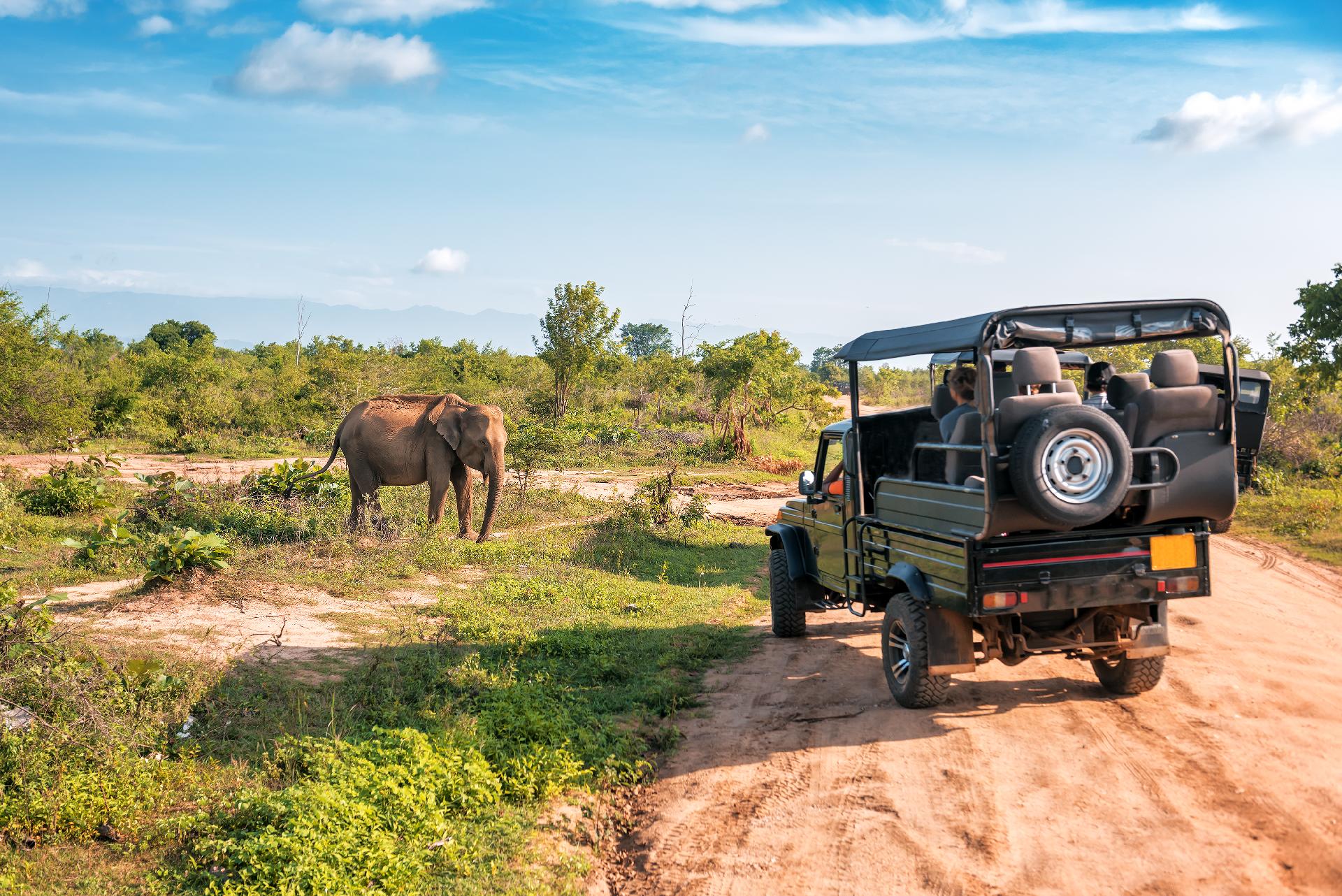 elefante vivo en safari con WAYAO