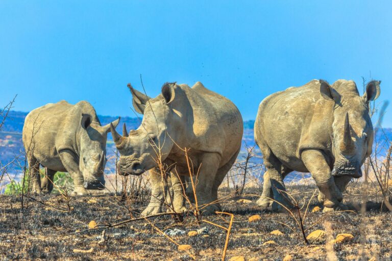 Viaje Sudáfrica y Eswatini: Naturaleza Salvaje y Ruta Panorámica