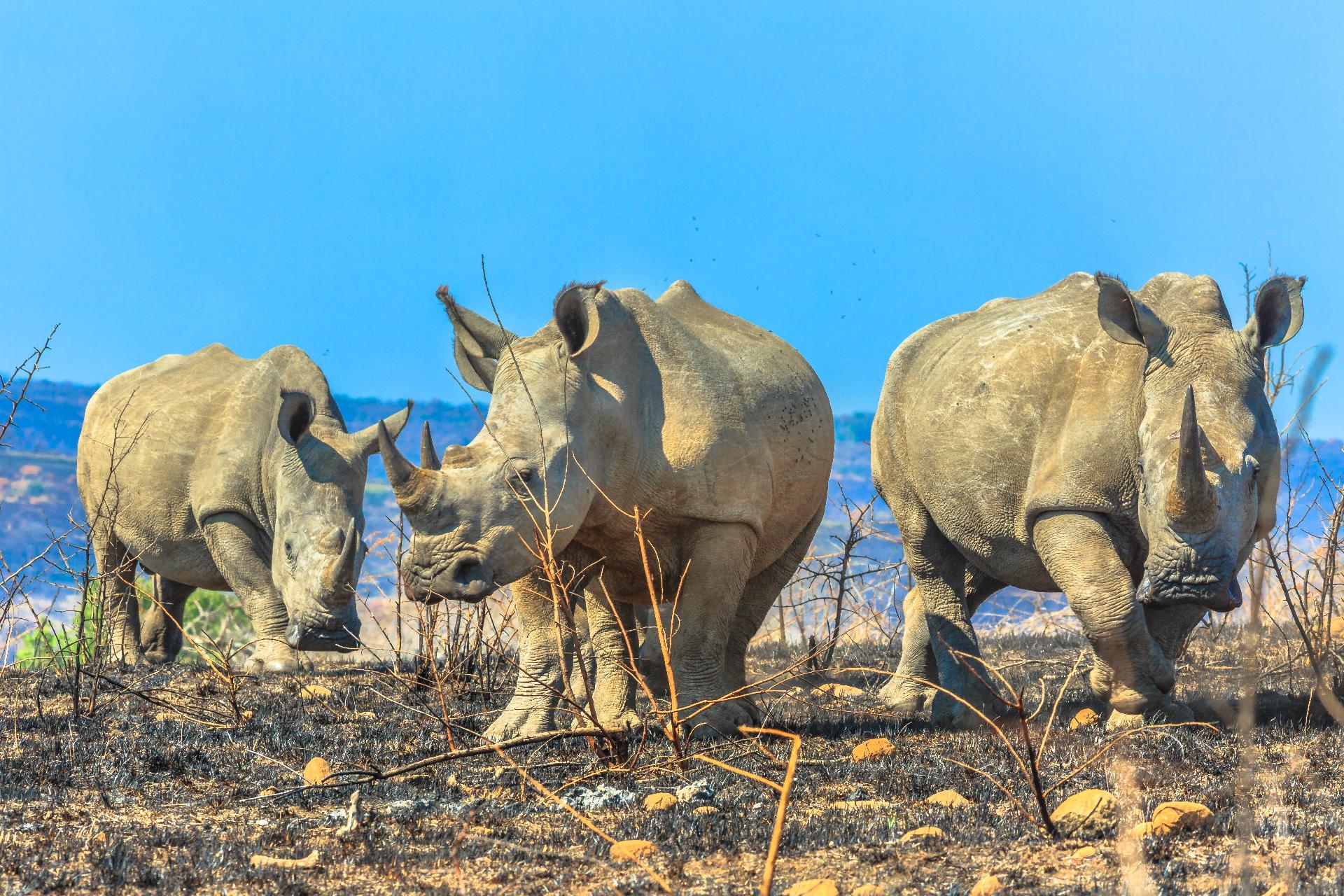 rinocerones en sudafrica con WAYAO