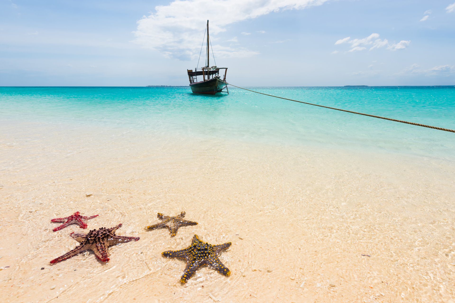 paisaje marino peces estrellas con WAYAO