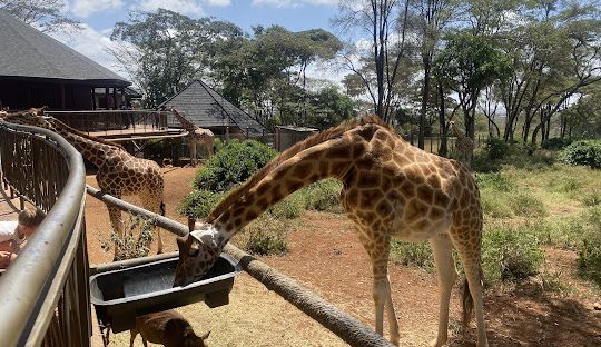 Viaje a Sudáfrica: vive un Safari en Pilanesberg y Ciudad del Cabo