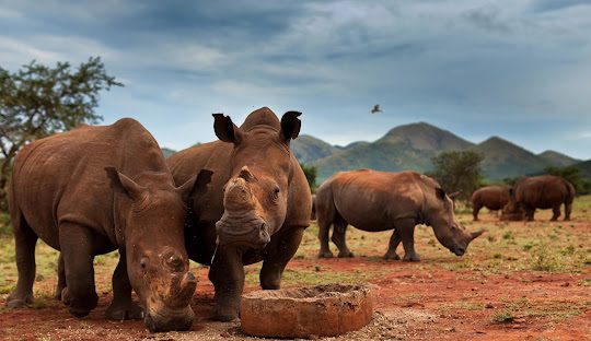 Viaje a Sudáfrica: 9 días de aventura, naturaleza y cultura africana