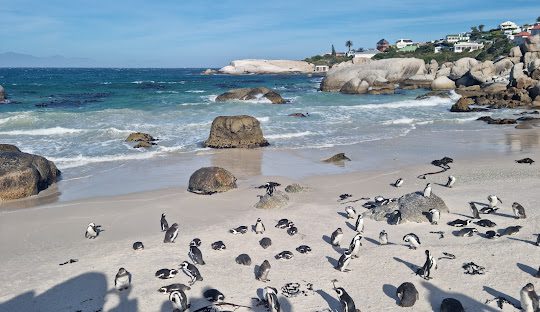 gaviotas en una playa con WAYAO