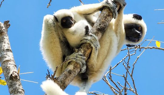 Gran Viaje a Madagascar: descubre la isla más salvaje de África