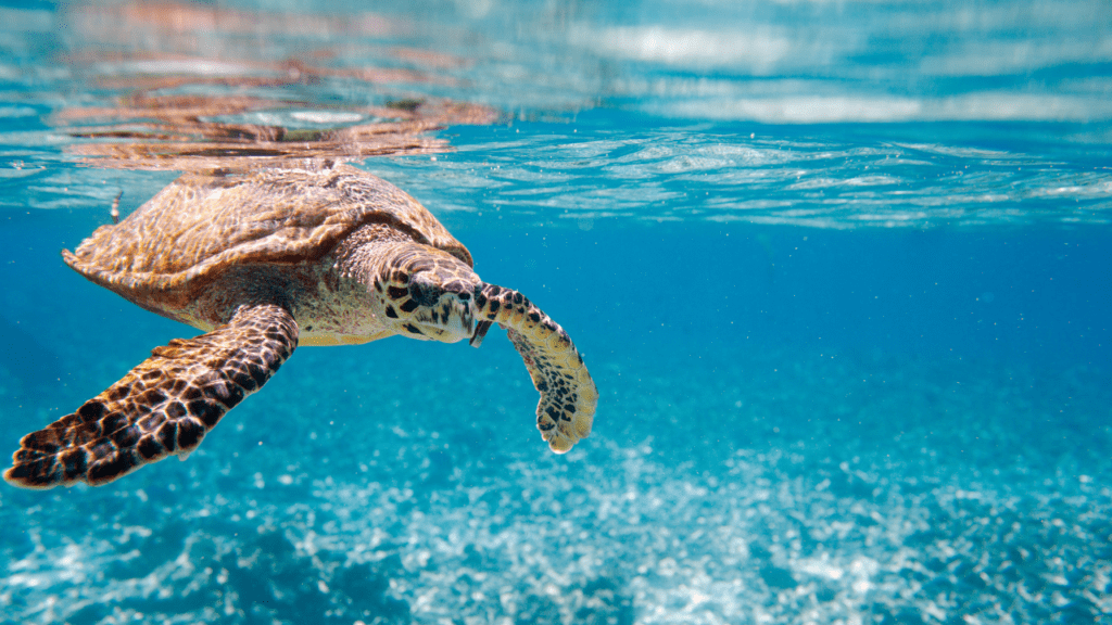Qué ver en Seychelles: islas, playas e itinerarios para un viaje perfecto Qué ver en Seychelles: islas, playas e itinerarios para un viaje perfecto