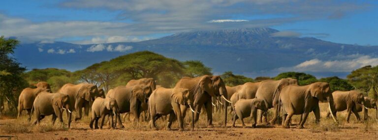 Safari en Kenia: Amboseli, Lagos del Rift y Masái Mara, la esencia de África salvaje