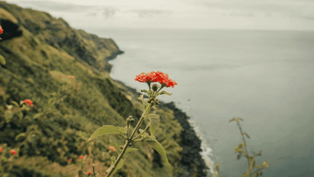 Mejor época para viajar a las Azores: clima, temperaturas y mejores meses para visitar el archipiélago mejor epoca para viajar a azores
