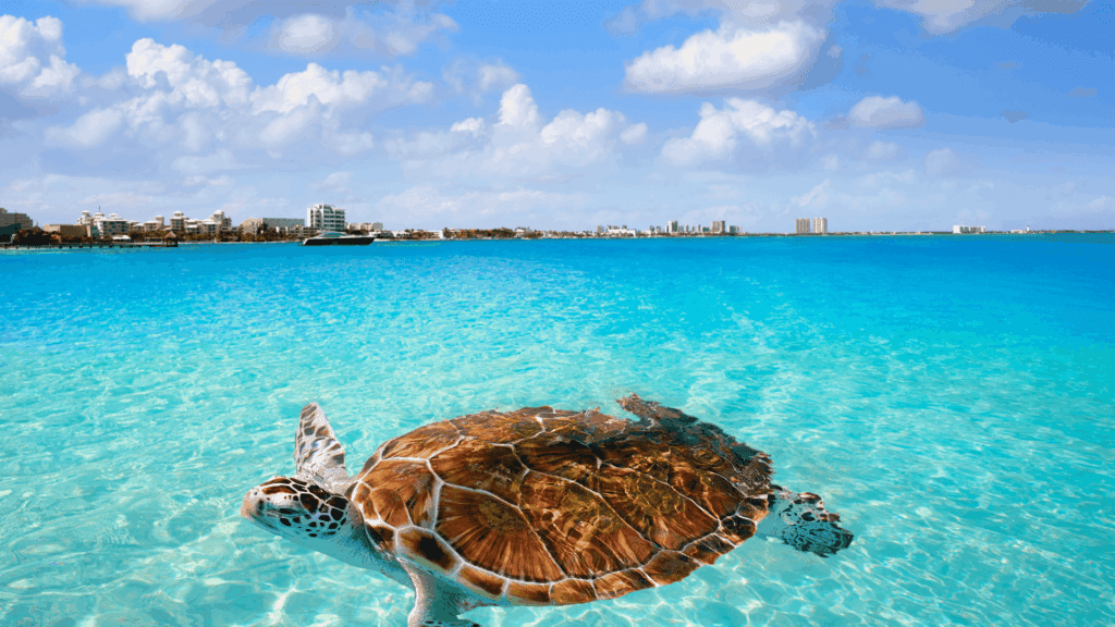 Qué hacer en Cancún: guía completa playa tortugas cancun actividades acuaticas