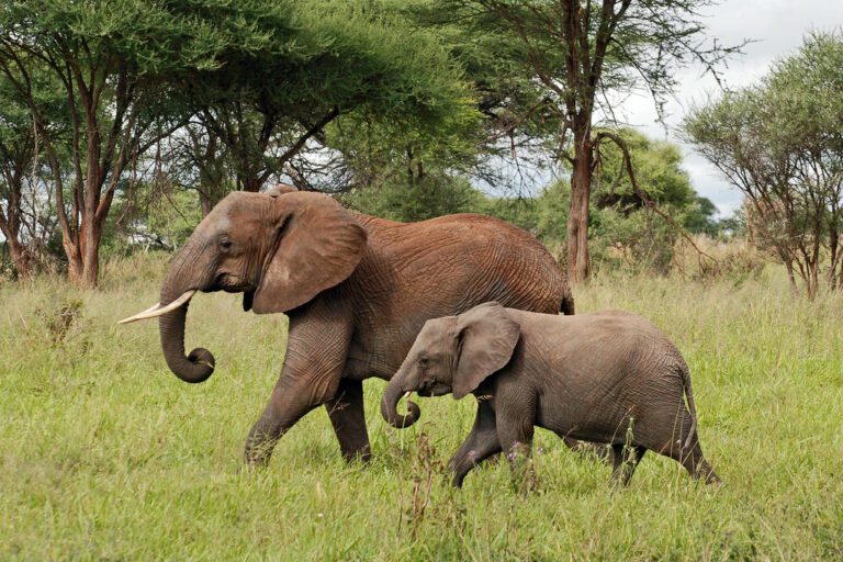 Safari en Tanzania