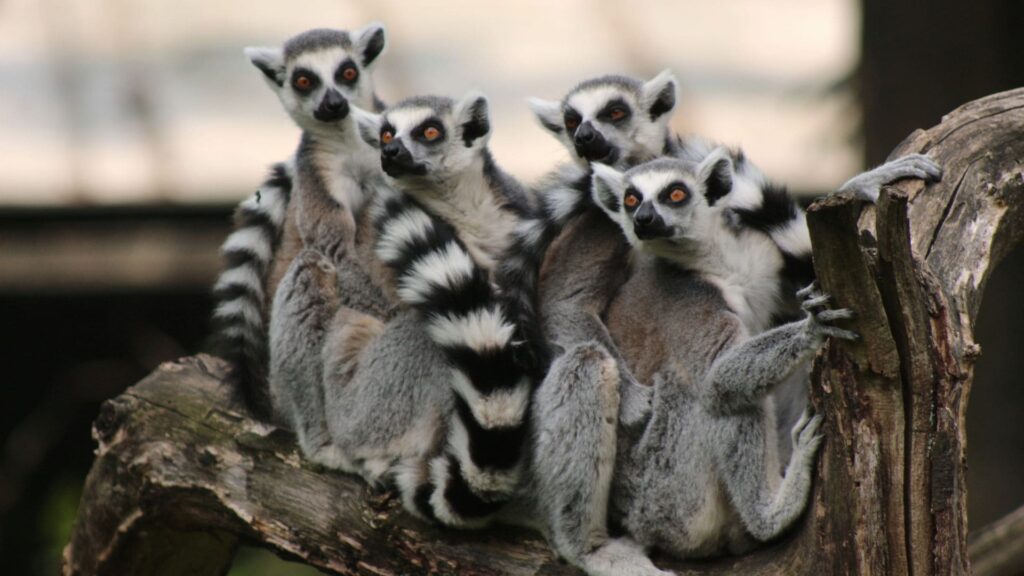 Safari en Madagascar: guía completa para un viaje único lemures en madagascar