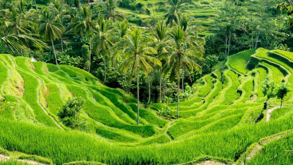Luna de miel en Bali y sus alrededores viajar a bali luna de miel
