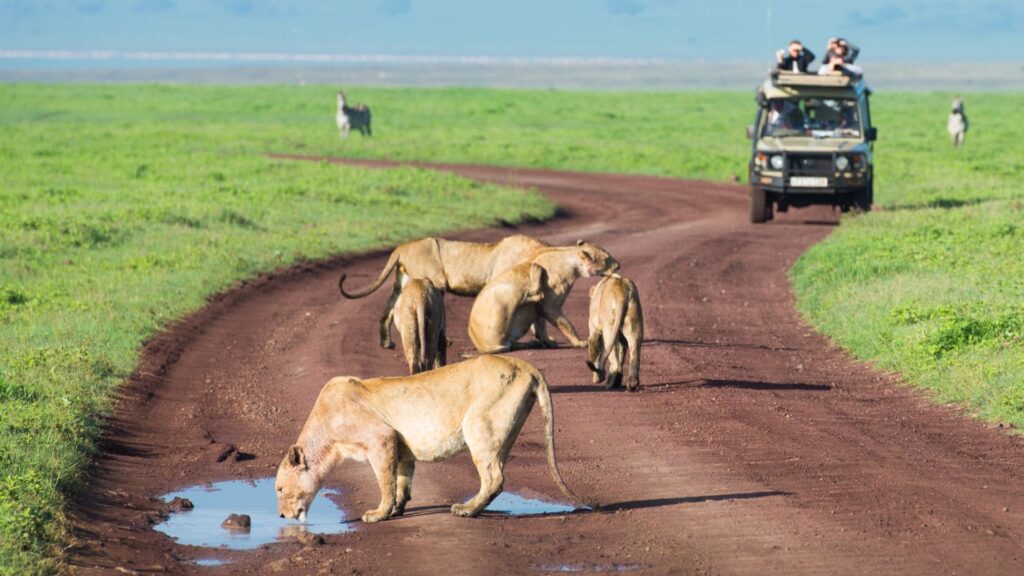 Safari en Tanzania: Todo lo que debes saber para organizar tu primera expedición a África safari tanzania viaje