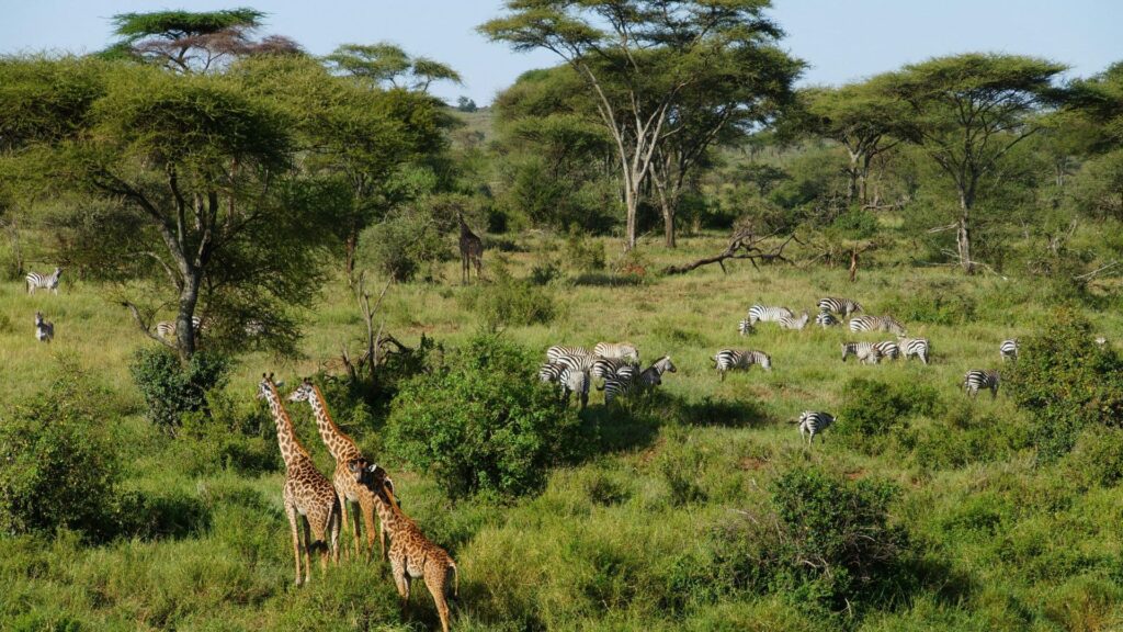 Safari en Tanzania: Todo lo que debes saber para organizar tu primera expedición a África viaje a tanzania